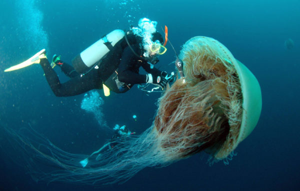 Come difendersi dalle meduse