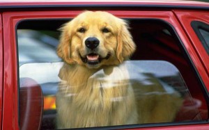 Come difendere gli animali dal caldo