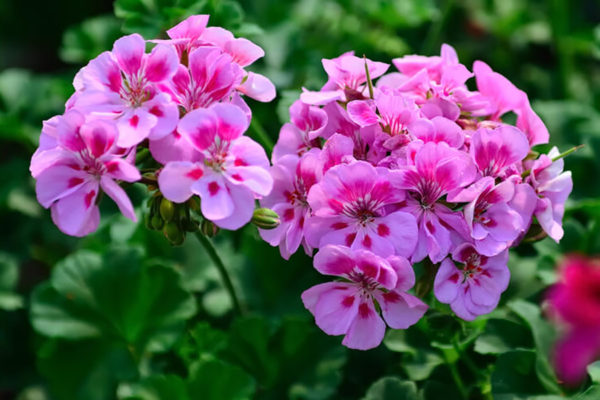 Olio essenziale di Geranio