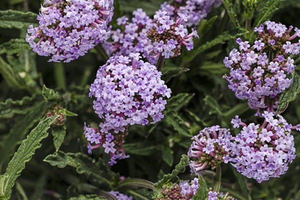Olio essenziale di Verbena