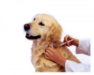 vaccinazioni obbligatorie per cani